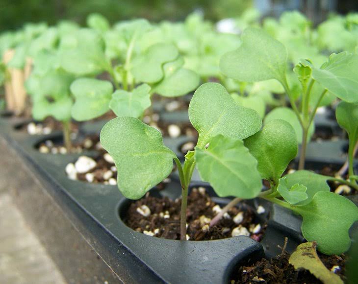 Organic Broccoli Seeds for Sprouting (8 Pounds) C7227