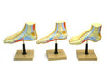 Human Feet Model Set D8070