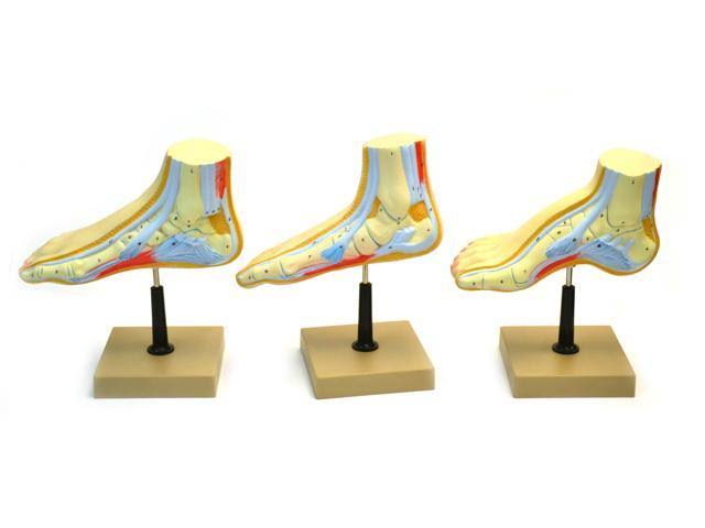 Human Feet Model Set D8070