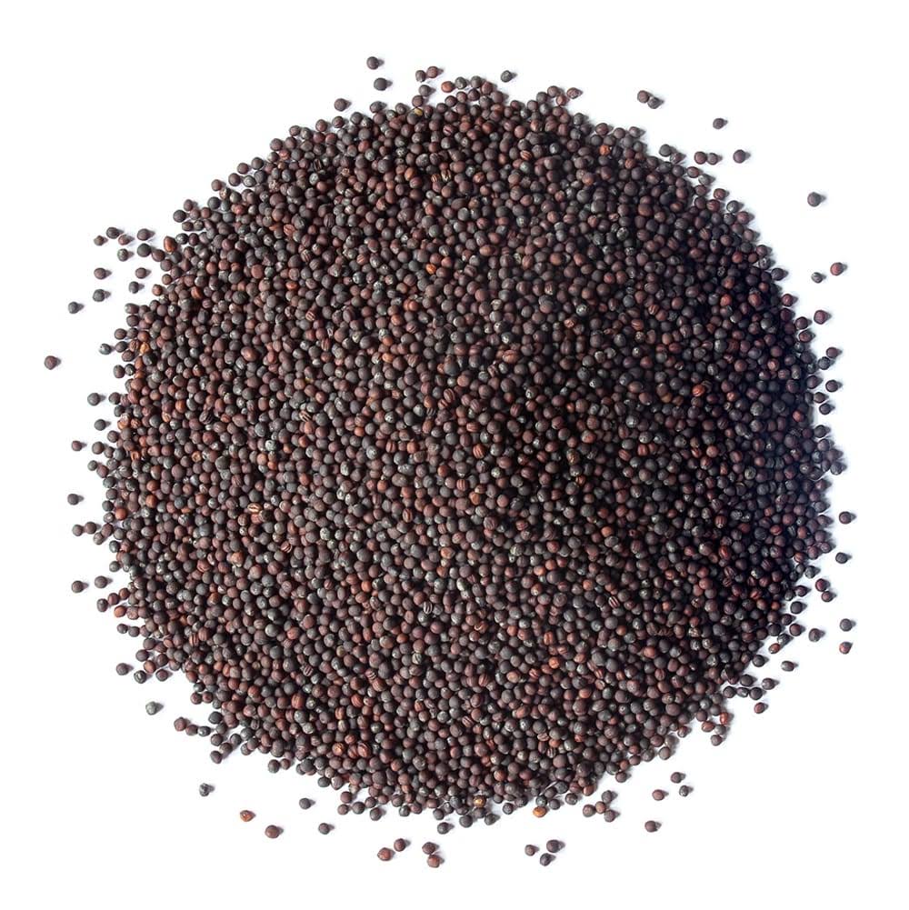 Organic Broccoli Seeds for Sprouting (8 Pounds) C7227