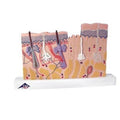 Skin Section, 40 Times Y4021